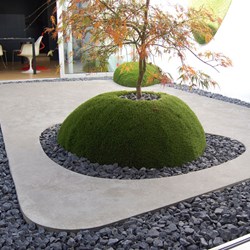 patio-Edegem-minimalistisch-zentuin-acer-mos